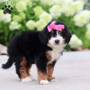 Gigi, Mini Bernedoodle Puppy